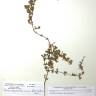 Fotografia de herbário 1 da espécie Drosanthemum floribundum no Jardim Botânico UTAD