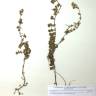 Fotografia de herbário 1 da espécie Drosanthemum floribundum no Jardim Botânico UTAD