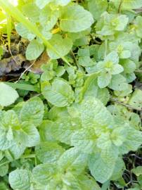 Fotografia da espécie Mentha x rotundifolia