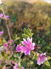 Fotografia da espécie Malva sylvestris