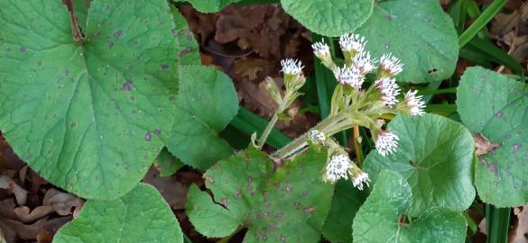 Fotografia da espécie Petasites pyrenaicus