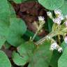 Fotografia 11 da espécie Petasites pyrenaicus do Jardim Botânico UTAD