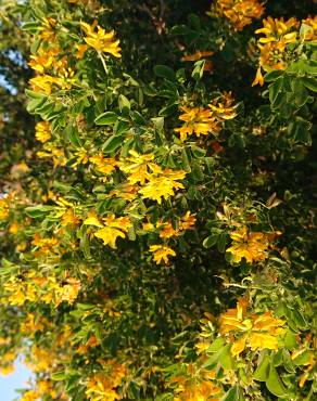 Fotografia 17 da espécie Medicago arborea no Jardim Botânico UTAD