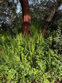 Fotografia da espécie Chasmanthe floribunda