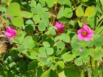 Fotografia da espécie Oxalis purpurea