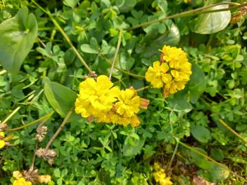 Fotografia da espécie Oxalis pes-caprae for. pleniflora