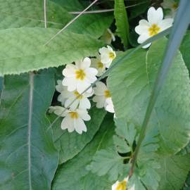 Fotografia da espécie Primula acaulis subesp. acaulis
