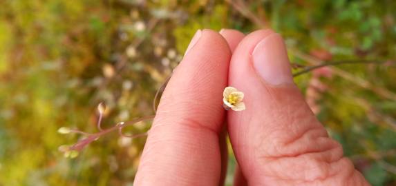 Fotografia da espécie Brassica oxyrrhina