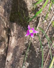 Fotografia da espécie Romulea ramiflora