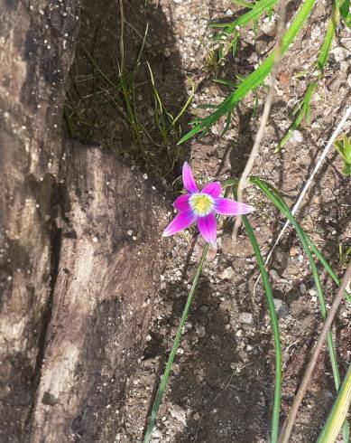 Fotografia de capa Romulea ramiflora subesp. gaditana - do Jardim Botânico