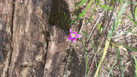 Fotografia da espécie Romulea ramiflora subesp. gaditana