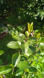 Fotografia da espécie Ligustrum sinense var. sinense