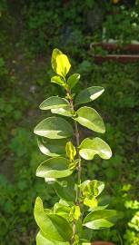 Fotografia da espécie Ligustrum sinense var. sinense