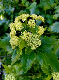 Fotografia da espécie Smyrnium olusatrum