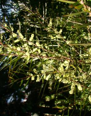 Fotografia 9 da espécie Acacia floribunda no Jardim Botânico UTAD
