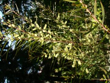 Fotografia da espécie Acacia floribunda