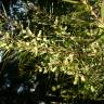 Fotografia 9 da espécie Acacia floribunda do Jardim Botânico UTAD