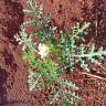 Fotografia 18 da espécie Solanum sisymbriifolium do Jardim Botânico UTAD