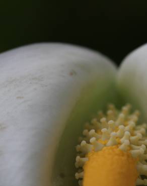 Fotografia 12 da espécie Zantedeschia aethiopica no Jardim Botânico UTAD