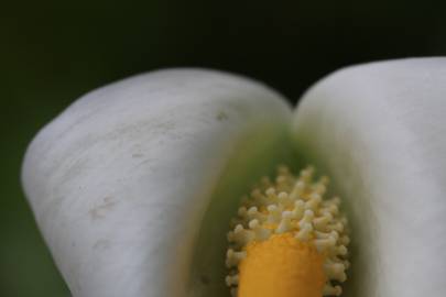 Fotografia da espécie Zantedeschia aethiopica