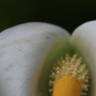 Fotografia 12 da espécie Zantedeschia aethiopica do Jardim Botânico UTAD