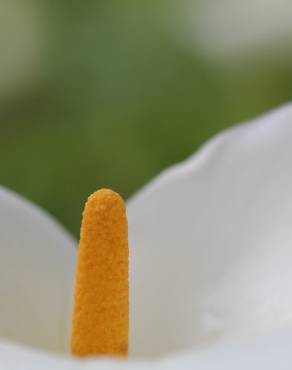 Fotografia 13 da espécie Zantedeschia aethiopica no Jardim Botânico UTAD