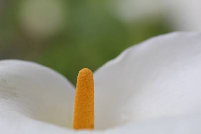 Fotografia da espécie Zantedeschia aethiopica