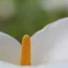 Fotografia 13 da espécie Zantedeschia aethiopica do Jardim Botânico UTAD