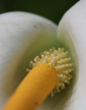 Fotografia 15 da espécie Zantedeschia aethiopica no Jardim Botânico UTAD