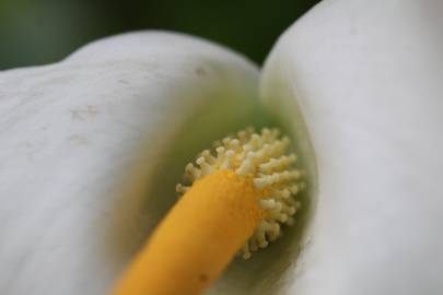 Fotografia da espécie Zantedeschia aethiopica