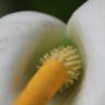 Fotografia 15 da espécie Zantedeschia aethiopica do Jardim Botânico UTAD