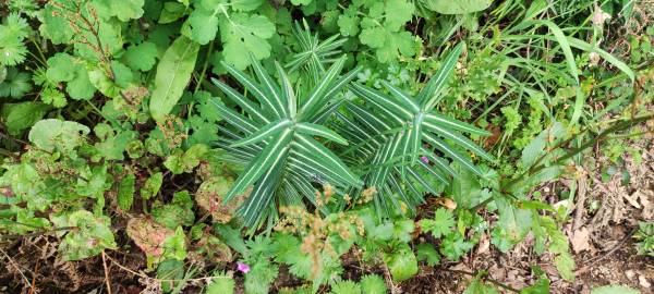 Fotografia da espécie Euphorbia lathyris