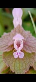 Fotografia da espécie Lamium purpureum