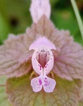 Fotografia 18 da espécie Lamium purpureum no Jardim Botânico UTAD