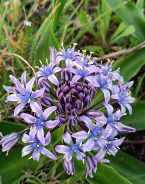 Fotografia 17 da espécie Scilla peruviana no Jardim Botânico UTAD