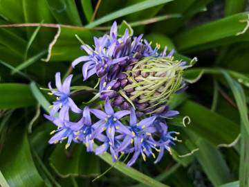 Fotografia da espécie Scilla peruviana