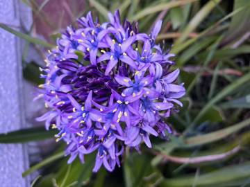 Fotografia da espécie Scilla peruviana