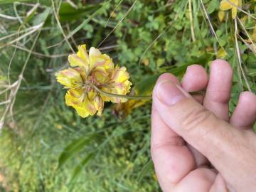 Fotografia da espécie Oxalis pes-caprae for. pleniflora