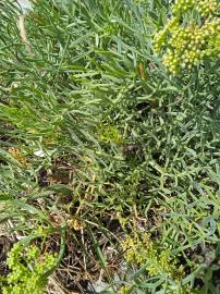 Fotografia da espécie Crithmum maritimum