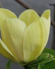 Fotografia da espécie Magnolia × brooklynensis