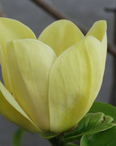 Fotografia de capa Magnolia × brooklynensis - do Jardim Botânico