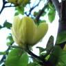 Fotografia 2 da espécie Magnolia × brooklynensis do Jardim Botânico UTAD