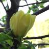 Fotografia 3 da espécie Magnolia × brooklynensis do Jardim Botânico UTAD