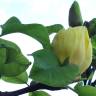 Fotografia 4 da espécie Magnolia × brooklynensis do Jardim Botânico UTAD