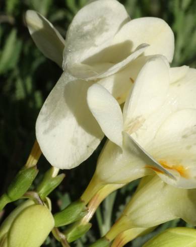 Fotografia de capa Freesia corymbosa - do Jardim Botânico