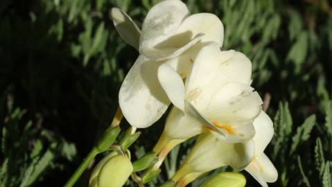 Fotografia da espécie Freesia corymbosa