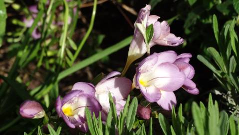 Fotografia da espécie Freesia corymbosa