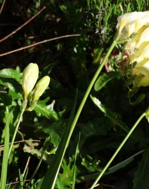 Fotografia 3 da espécie Freesia corymbosa no Jardim Botânico UTAD