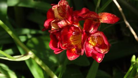 Fotografia da espécie Freesia corymbosa