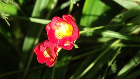 Fotografia da espécie Freesia corymbosa